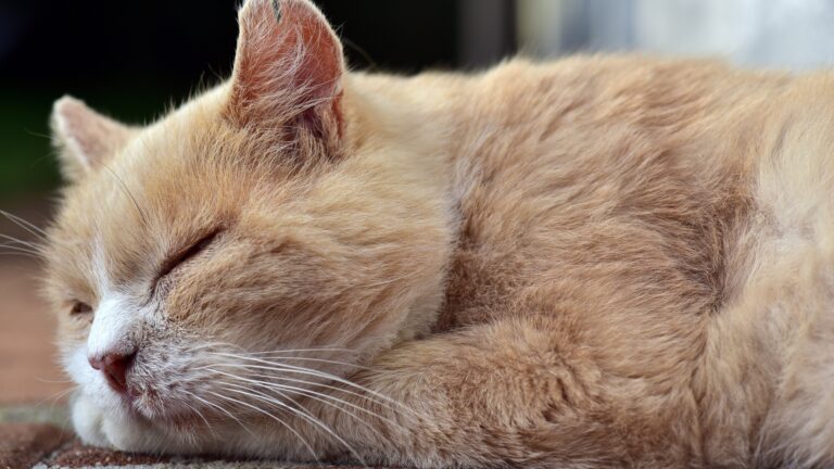 Comment le Reiki peut aider à améliorer le sommeil et la relaxation