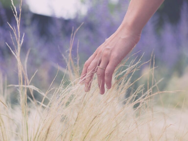 Mains effleurant des hautes herbes sous la lumière dorée du soir