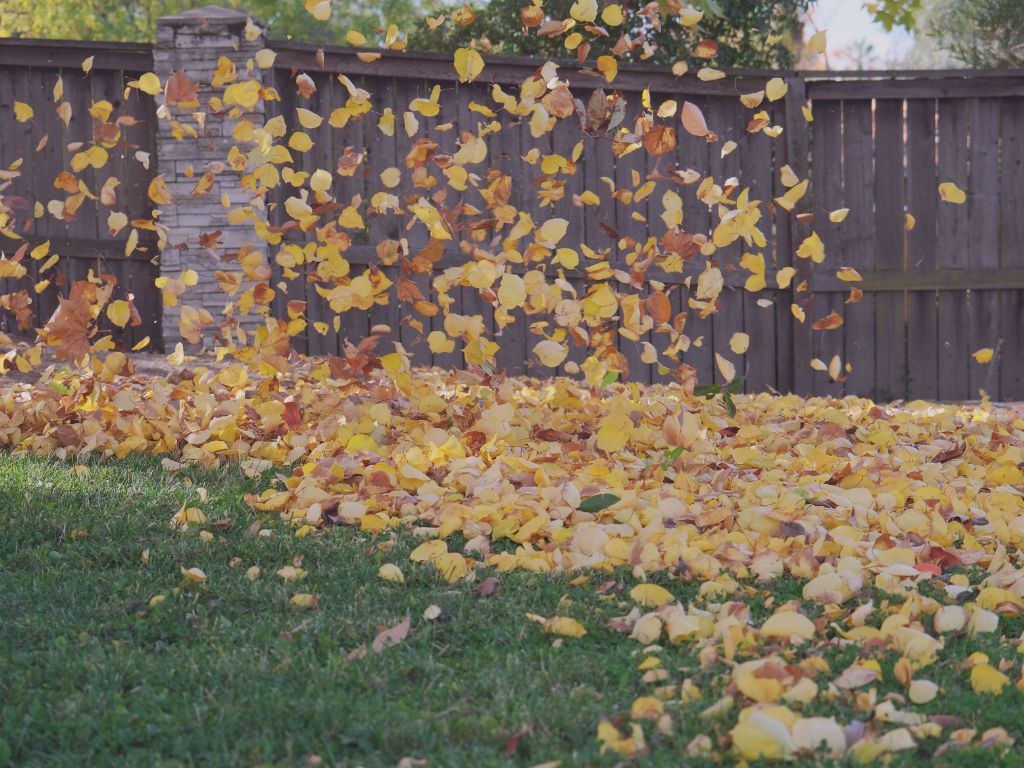 Feuilles mortes emportées par le vent