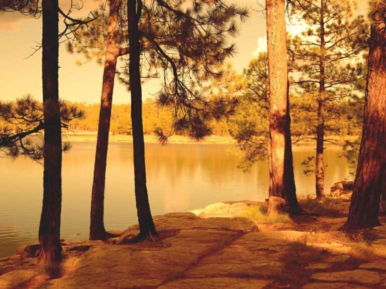 Lumière dorée traversant une forêt au portail énergétique du 9 septembre 2025, illuminant un chemin symbolisant la renaissance, l’autorisation d’être soi et l’ouverture d’un nouveau chemin de vie.