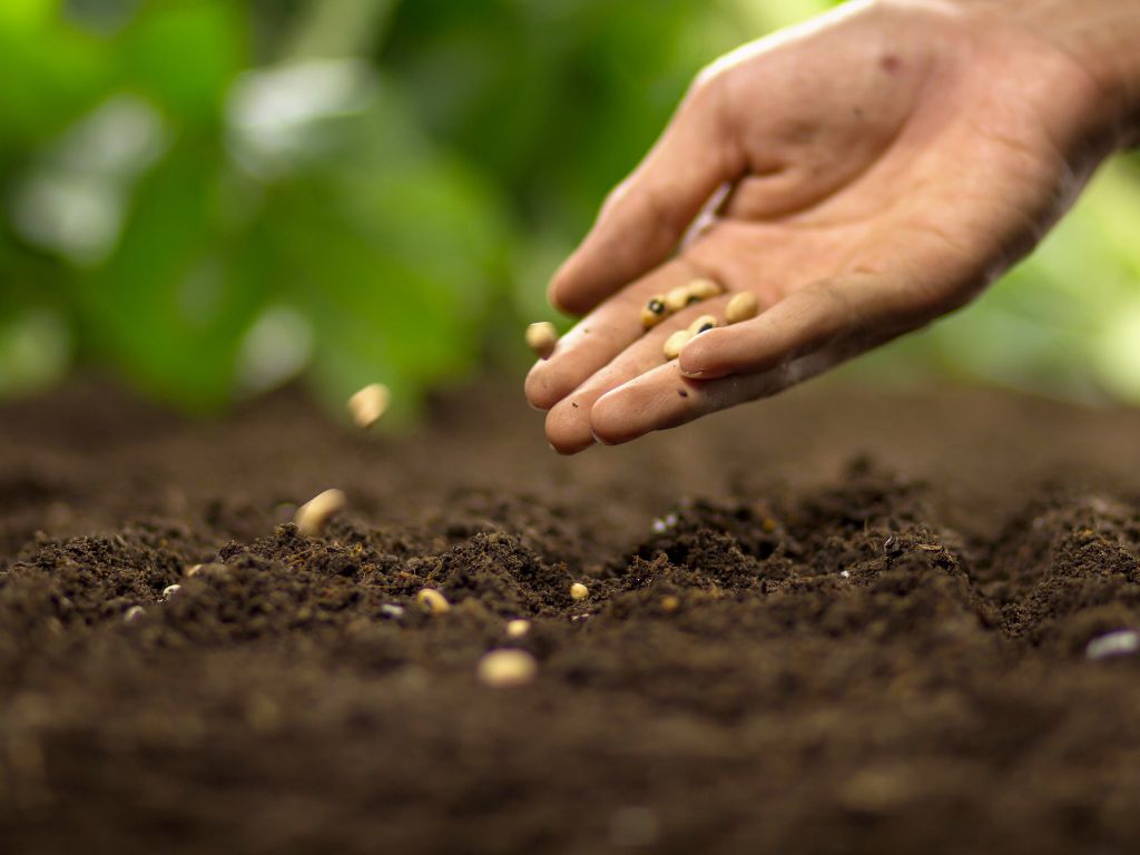 Main semant des graines, symbole d’opportunité et de choix conscients à la rentrée
