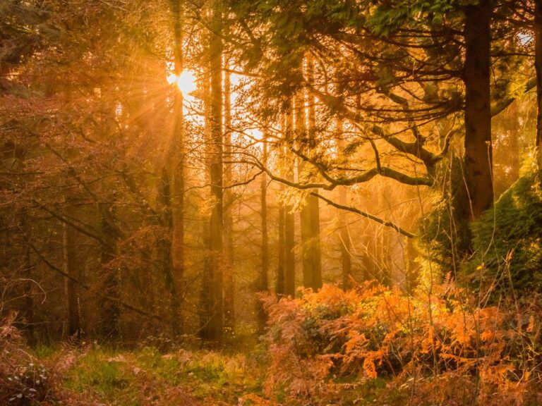 Lumière dorée traversant une forêt, symbole de renaissance intérieure et de nouveaux départs