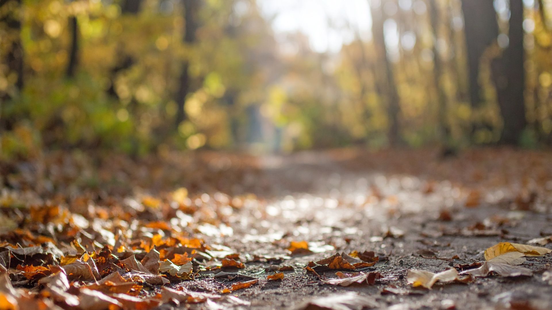 Sentier de forêt d’automne recouvert de feuilles, symbole du repos et du cycle naturel