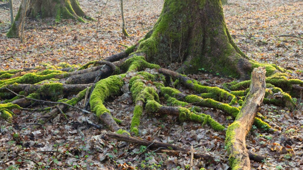 Racines profondes d’un arbre sous la neige symbolisant la sécurité émotionnelle