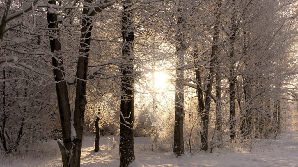 Lumière douce traversant une forêt d’hiver, symbole du passage vers la nouvelle année 2026
