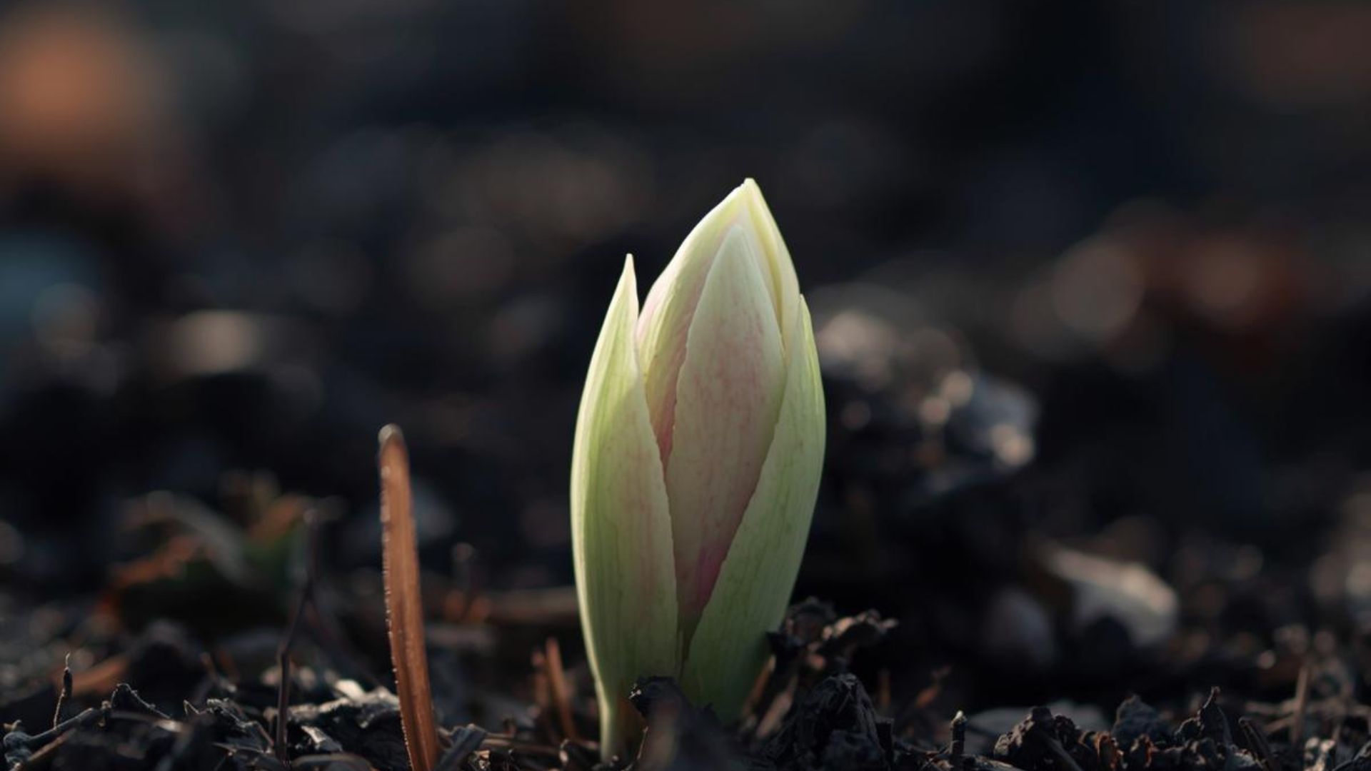bourgeon de printemps symbolisant l’énergie de mars et l’éclosion intérieure